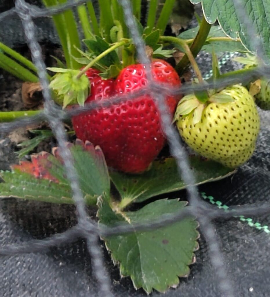 Tuinderij De Blije Knoflookpad - aardbeien