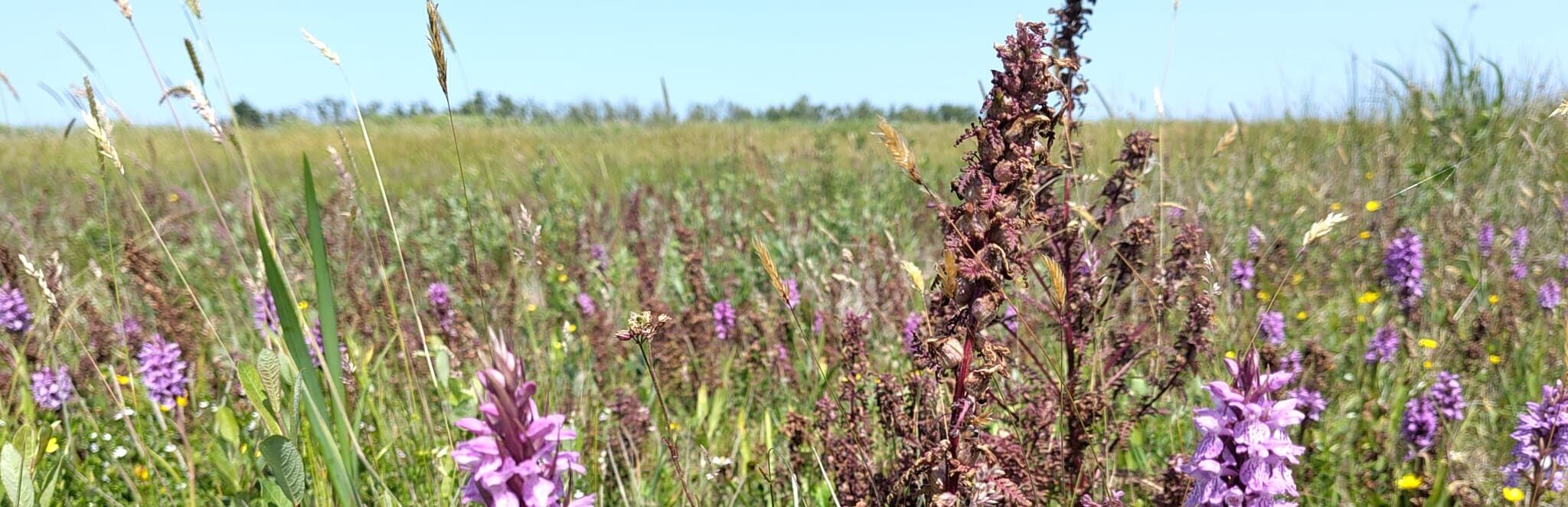 Roze bloemen in veld